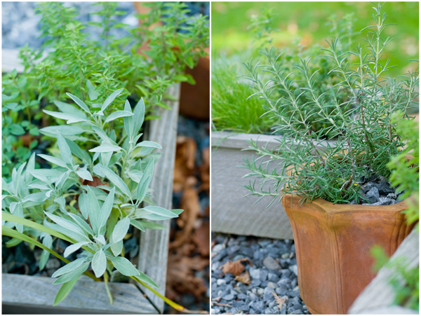 potted-herbs