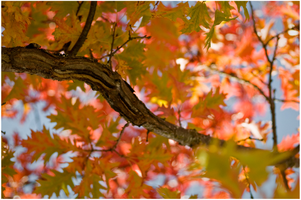 ssi-fall-leaves